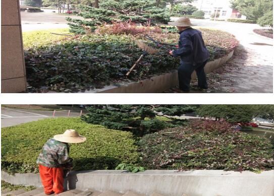绿植修剪，，，，，美化环境